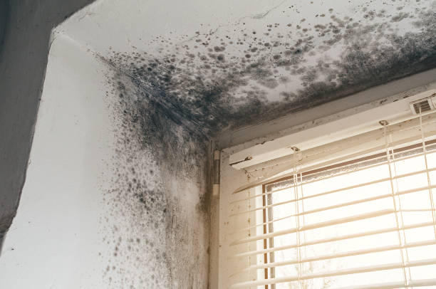Affordable Mold Cleanup solutions in Bushwood, MD